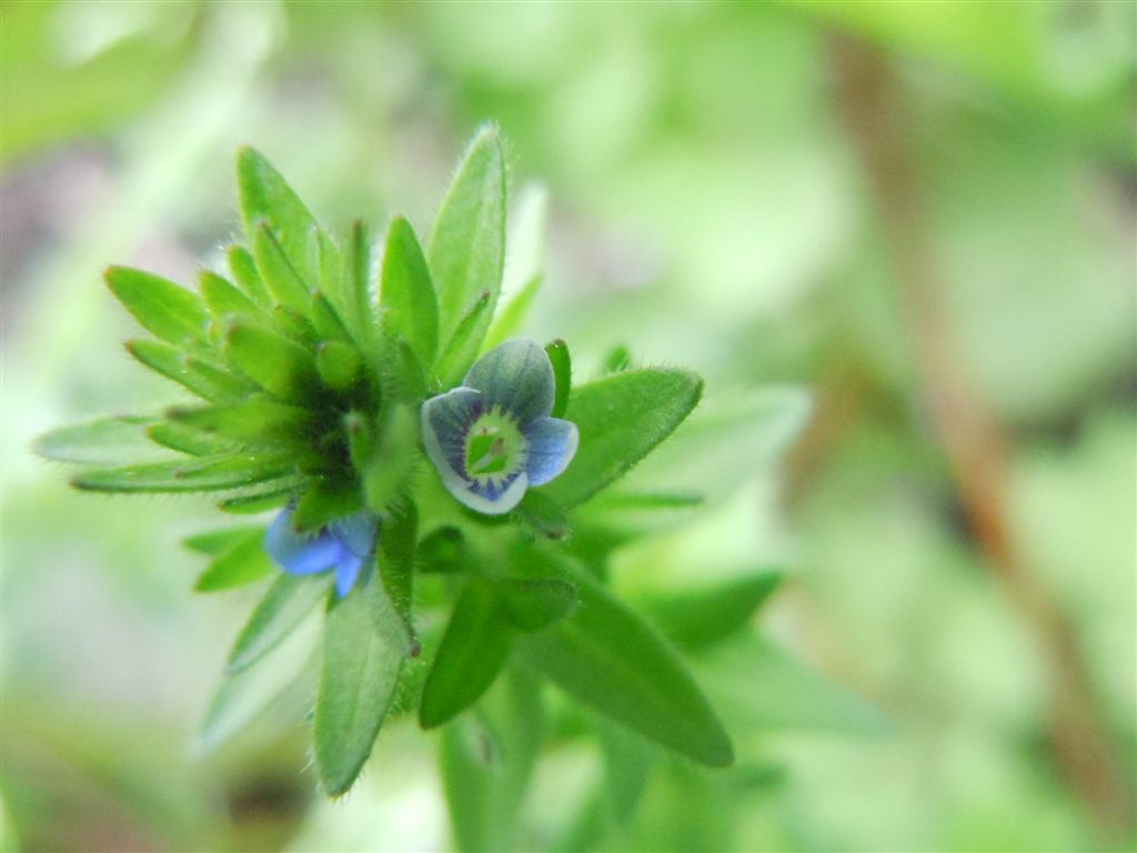 Veronica arvensis